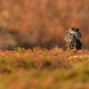 Jespak bojovny - Philomachus pugnax - Ruff 3981